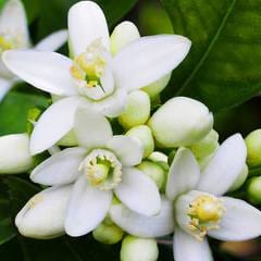 cinnamon leaf + neroli 6