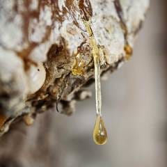cinnamon leaf + neroli 6