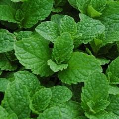 cedar bark + mint 6